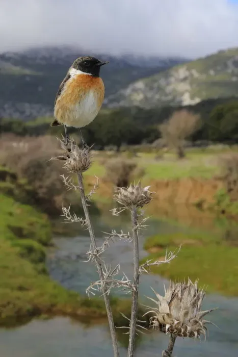 Framed Print : European stonechat (Saxicola rubicola) male perched with mountainous habitat behind Framed Print : European stonechat (Saxicola rubicola) male perched with mountainous habitat behind