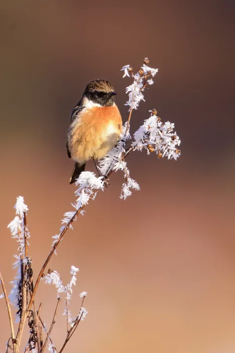 Framed Print : European stonechat (Saxicola rubicola) perched on frost-covered branch. London, England, UK. December Framed Print : European stonechat (Saxicola rubicola) perched on frost-covered branch. London, England, UK. December