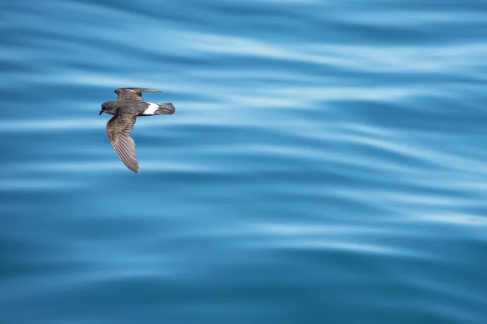 Framed Print : European storm-petrel (Hydrobates pelagicus) in flight over calm sea, Portugal, Atlantic Ocean Framed Print : European storm-petrel (Hydrobates pelagicus) in flight over calm sea, Portugal, Atlantic Ocean