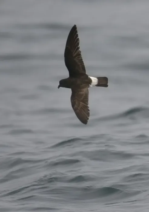Framed Print : European storm-petrel (Hydrobates pelagicus) in flight over Irish sea off Pembrokeshire coast Framed Print : European storm-petrel (Hydrobates pelagicus) in flight over Irish sea off Pembrokeshire coast
