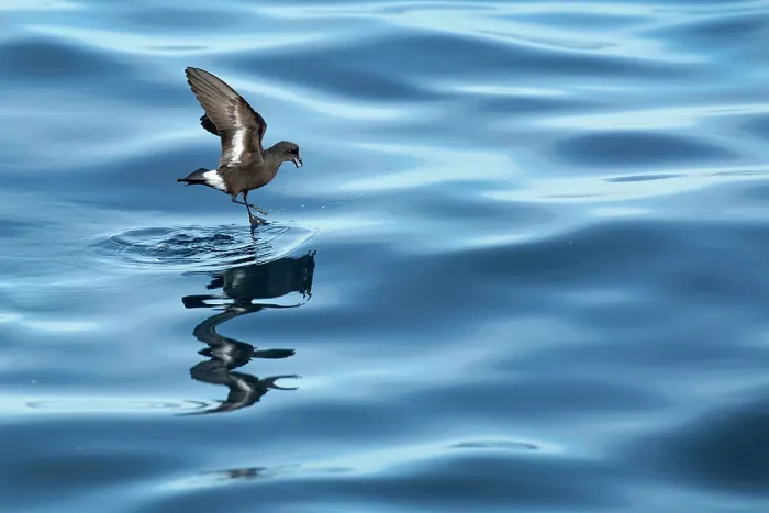 Framed Print : European storm-petrel (Hydrobates pelagicus) landing on calm sea, Portugal, Atlantic Ocean Framed Print : European storm-petrel (Hydrobates pelagicus) landing on calm sea, Portugal, Atlantic Ocean