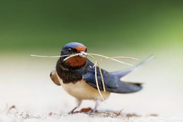 Framed Print : European swallow (Hirundo rustica) collecting nesting material on the ground, Pusztaszer, Hungary. April Framed Print : European swallow (Hirundo rustica) collecting nesting material on the ground, Pusztaszer, Hungary. April