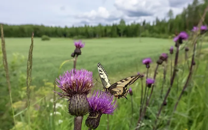 Framed Print : European swallowtail (Papilio machaon) nectaring on Thistle at edge of field, Finland. July Framed Print : European swallowtail (Papilio machaon) nectaring on Thistle at edge of field, Finland. July