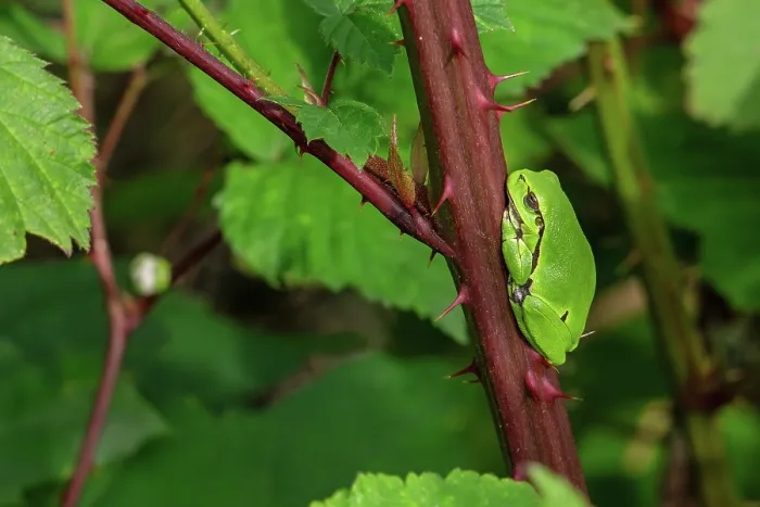 Framed Print : European tree frog (Hyla arborea) sunning on prickly stem of bramble bush, Belgium. June Framed Print : European tree frog (Hyla arborea) sunning on prickly stem of bramble bush, Belgium. June