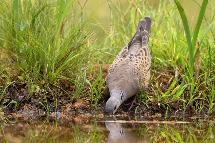 Framed Print : European turtle dove (Streptopelia turtur) drinking from pond, Aude, France. June Framed Print : European turtle dove (Streptopelia turtur) drinking from pond, Aude, France. June