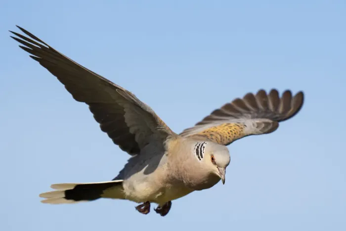 Framed Print : European turtle dove (Streptopelia turtur) in flight, Pusztaszer reserve, Hungary. May Framed Print : European turtle dove (Streptopelia turtur) in flight, Pusztaszer reserve, Hungary. May