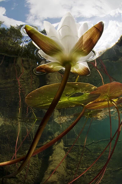 European white water lily (Nymphaea alba) flower in lake, Bohusln, Sweden, August