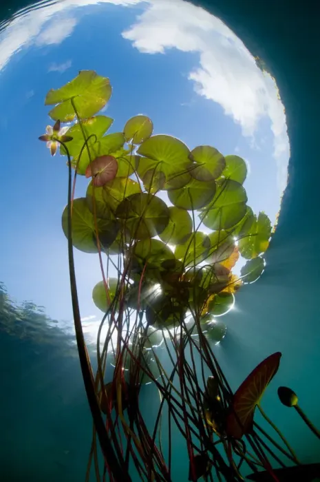 Framed Print : European white water lily (Nymphaea alba) in Swedish lake with snells window effect Framed Print : European white water lily (Nymphaea alba) in Swedish lake with snells window effect