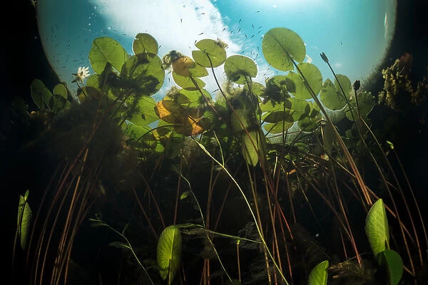 European white waterlilies (Nymphaea alba) viewed from underwater in a tributary of Danube Delta