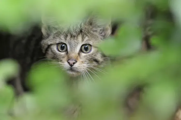 Framed Print : European wild cat (Felis silvestris) kitten portrait, Bavarian Forest National Park Framed Print : European wild cat (Felis silvestris) kitten portrait, Bavarian Forest National Park