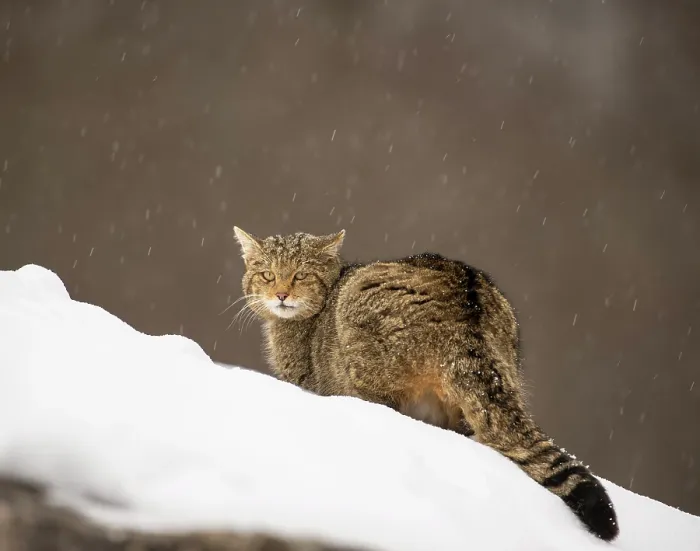 Framed Print : European wildcat (Felis silvestris) resting in the snow, central Spain. January Framed Print : European wildcat (Felis silvestris) resting in the snow, central Spain. January