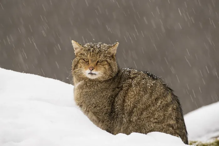 Framed Print : European wildcat (Felis silvestris) resting in the snow, central Spain. January Framed Print : European wildcat (Felis silvestris) resting in the snow, central Spain. January