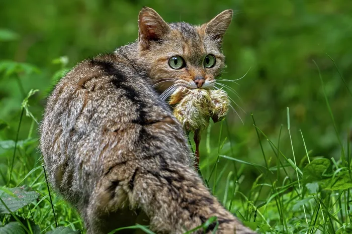 Framed Print : European wildcat (Felis silvestris silvestris) with chick prey in mouth, Germany. June. Captive Framed Print : European wildcat (Felis silvestris silvestris) with chick prey in mouth, Germany. June. Captive