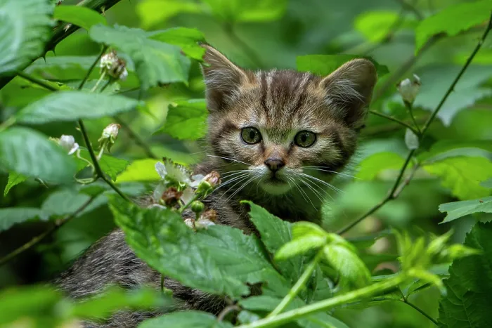 Framed Print : European wildcat (Felis silvestris silvestris) kitten, aged 7 weeks, hiding in bramble bushes, Germany, June. Captive Framed Print : European wildcat (Felis silvestris silvestris) kitten, aged 7 weeks, hiding in bramble bushes, Germany, June. Captive