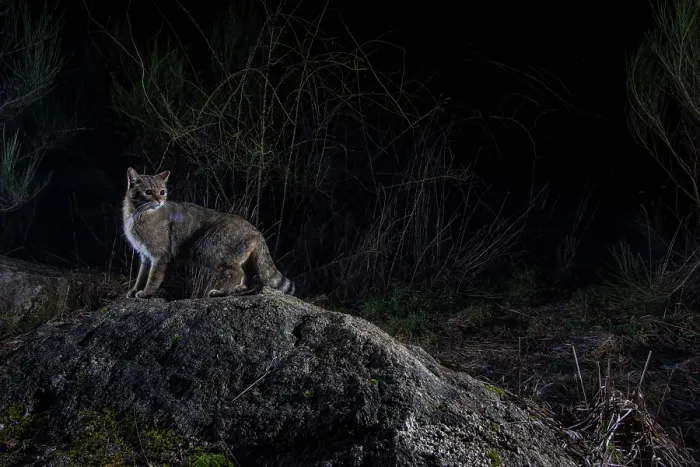 Framed Print : European wildcat (Felis silvestris) using a wildlife crossing above the A89 highway at night, Correze, France. January. Camera trap image Framed Print : European wildcat (Felis silvestris) using a wildlife crossing above the A89 highway at night, Correze, France. January. Camera trap image