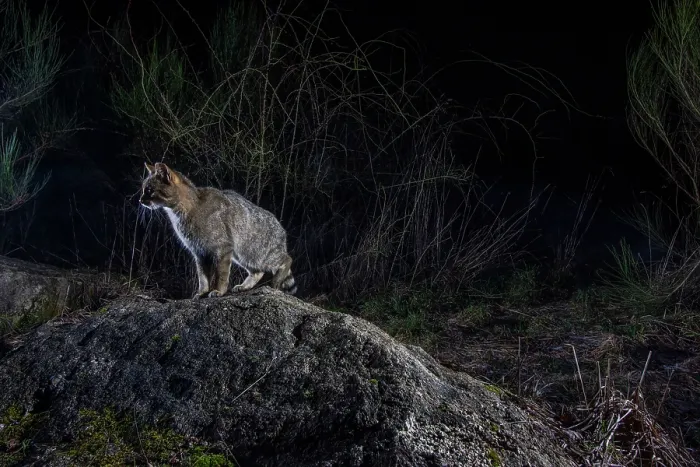 Framed Print : European wildcat (Felis silvestris) using a wildlife crossing above the A89 highway at night, Correze, France. January. Camera trap image Framed Print : European wildcat (Felis silvestris) using a wildlife crossing above the A89 highway at night, Correze, France. January. Camera trap image