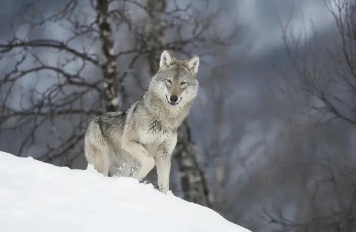 Framed Print : European Wolf (Canis lupis) adult female in boreal birch forest in winter, Bardu Framed Print : European Wolf (Canis lupis) adult female in boreal birch forest in winter, Bardu