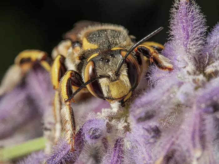 Framed Print : European wool carder bee (Anthidium manicatum) portrait, Podere montecucco, Orvieto, Umbria, Italy. August Framed Print : European wool carder bee (Anthidium manicatum) portrait, Podere montecucco, Orvieto, Umbria, Italy. August
