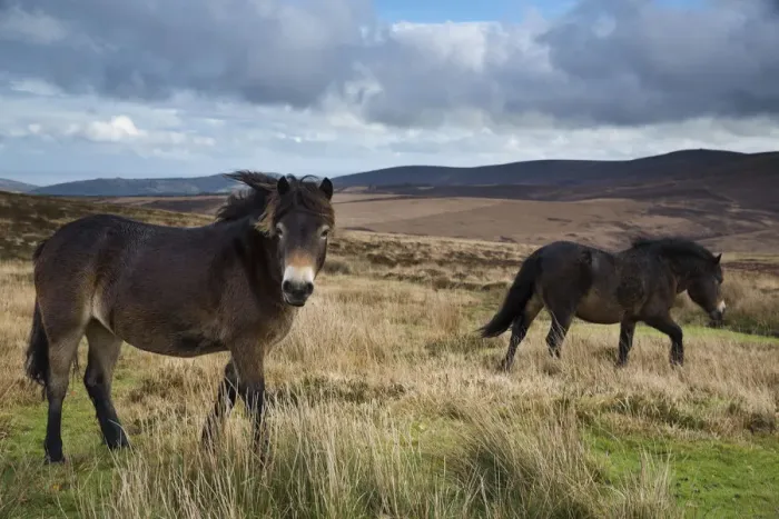 Framed Print : Exmoor ponies with Dunkerry Beacon beyond, Exmoor National Park, Somerset, England