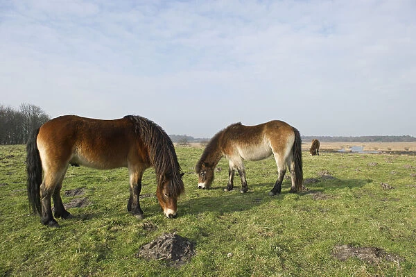 Exmoor Ponies (Equus caballus) grazing, the ponies are used to manage grassland