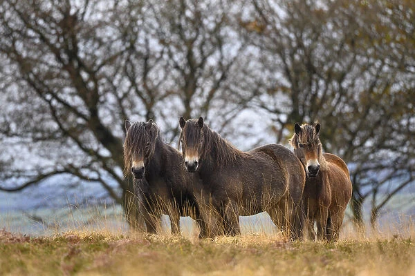 Three Exmoor ponies (Equus ferus caballus), semi-feral native breed, in Exmoor National Park, Somerset  /  Devon, England. November