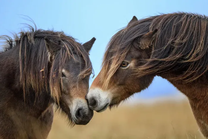 Framed Print : Two Exmoor ponies (Equus ferus caballus), semi-feral native breed, rubbing noses, Exmoor National Park, Somerset / Devon, England. November Framed Print : Two Exmoor ponies (Equus ferus caballus), semi-feral native breed, rubbing noses, Exmoor National Park, Somerset / Devon, England. November