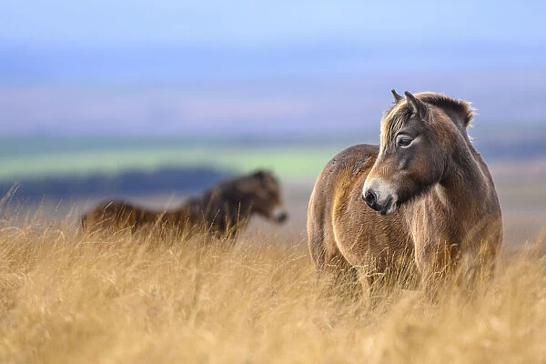 Two Exmoor ponies (Equus ferus caballus), semi-feral native breed, in high grasses, Exmoor National Park, Somerset  /  Devon, England. November