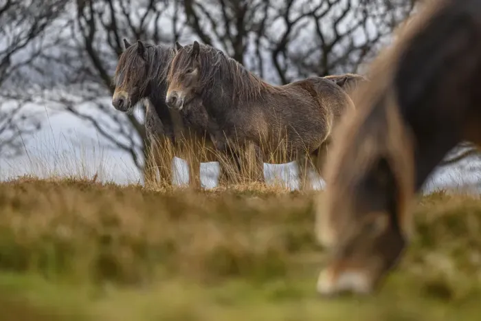 Framed Print : Three Exmoor ponies (Equus ferus caballus), semi-feral native breed, in Exmoor National Park, Somerset / Devon, England. November Framed Print : Three Exmoor ponies (Equus ferus caballus), semi-feral native breed, in Exmoor National Park, Somerset / Devon, England. November