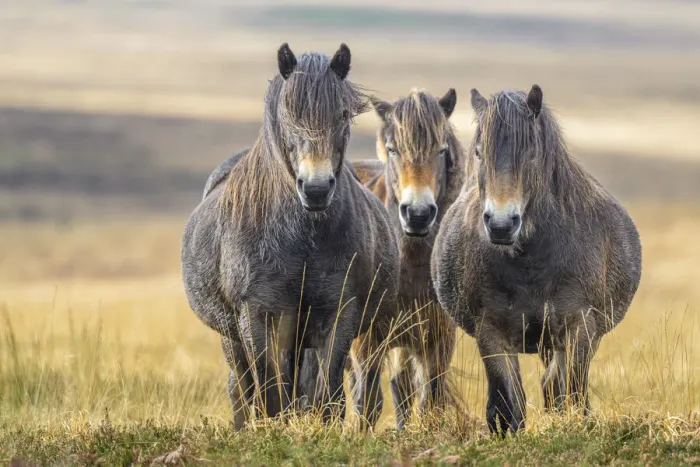 Framed Print : Three Exmoor ponies (Equus ferus caballus), semi-feral native breed, in Exmoor National Park, Somerset / Devon, England. November Framed Print : Three Exmoor ponies (Equus ferus caballus), semi-feral native breed, in Exmoor National Park, Somerset / Devon, England. November