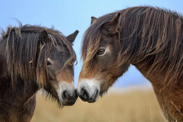 Framed Print : Two Exmoor ponies (Equus ferus caballus), semi-feral native breed, rubbing noses, Exmoor National Park, Somerset / Devon, England. November Framed Print : Two Exmoor ponies (Equus ferus caballus), semi-feral native breed, rubbing noses, Exmoor National Park, Somerset / Devon, England. November