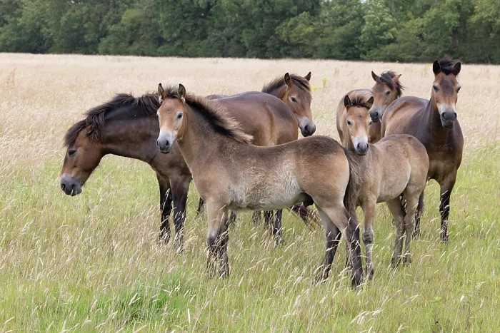 Framed Print : Exmoor ponies (Equus ferus caballus) herd standing in field, conservation ponies rewilding farmland, Norfolk, England, UK. July Framed Print : Exmoor ponies (Equus ferus caballus) herd standing in field, conservation ponies rewilding farmland, Norfolk, England, UK. July