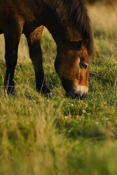 Exmoor ponies, one of the oldest and most primitive horse breeds in Europe, Keent Nature Reserve