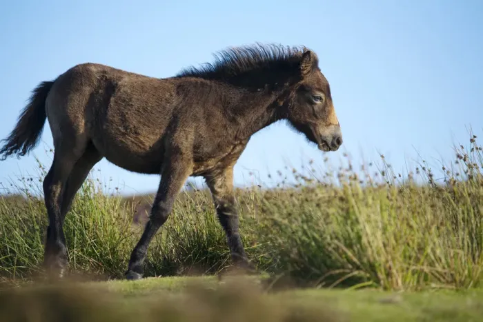 Framed Print : Exmoor Pony (Equus caballus) foal on heathland, Dunkery and Horner Woods NNR, Exmoor NP Framed Print : Exmoor Pony (Equus caballus) foal on heathland, Dunkery and Horner Woods NNR, Exmoor NP