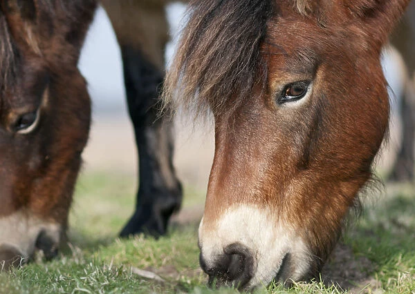Exmoor Pony (Equus caballus) grazing, the ponies are used to manage grassland