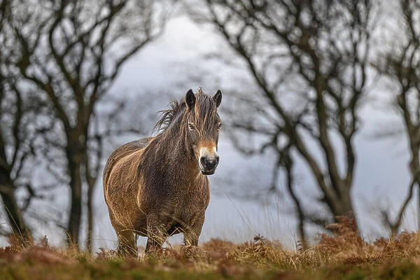 Exmoor pony (Equus ferus caballus), semi-feral native breed, in high grasses, Exmoor National Park, Somerset  /  Devon, England. November