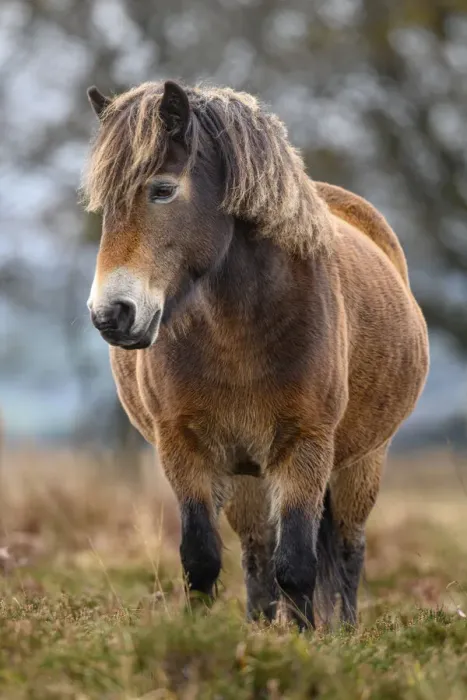 Framed Print : Exmoor pony (Equus ferus caballus), semi-feral native breed, in Exmoor National Park, Somerset / Devon, England. November Framed Print : Exmoor pony (Equus ferus caballus), semi-feral native breed, in Exmoor National Park, Somerset / Devon, England. November