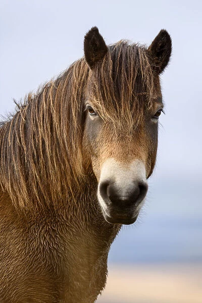 Exmoor pony (Equus ferus caballus) portrait, semi-feral native breed, in Exmoor National Park, Somerset  /  Devon, England. November