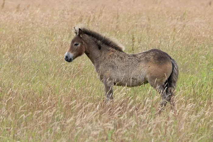 Framed Print : Exmoor pony (Equus ferus caballus) standing in field, conservation ponies rewilding farmland, Norfolk, England, UK. July Framed Print : Exmoor pony (Equus ferus caballus) standing in field, conservation ponies rewilding farmland, Norfolk, England, UK. July