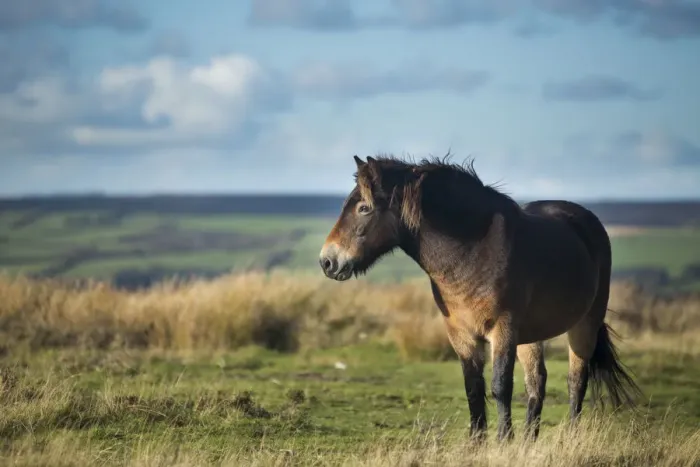 Framed Print : Exmoor pony on Winsford Hill, Exmoor National Park, Somerset, England, UK. November 2013 Framed Print : Exmoor pony on Winsford Hill, Exmoor National Park, Somerset, England, UK. November 2013