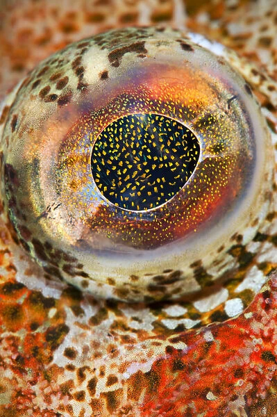 Eye detail of Red Irish lord (Hemilepidotus hemilepidotus). Browning Pass, Port Hardy