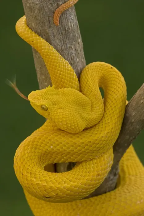 Framed Print : Eyelash Palm-pitviper (Bothriechis  /  Bothrops schlegeli) coiled in strike pose with tongue extended
