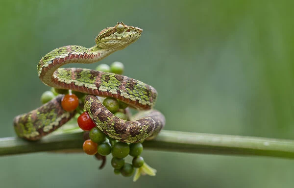 Eyelash palm pitviper (Bothriechis schlegelii) curled round berries on twig, Canande