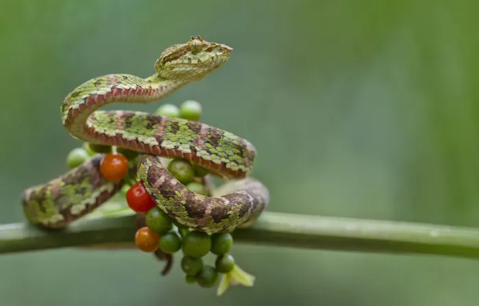 Framed Print : Eyelash palm pitviper (Bothriechis schlegelii) curled round berries on twig, Canande Framed Print : Eyelash palm pitviper (Bothriechis schlegelii) curled round berries on twig, Canande