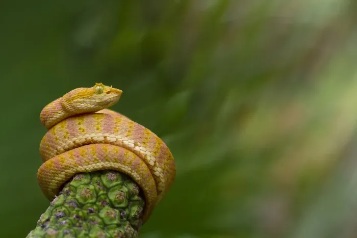 Framed Print : Eyelash palm pitviper (Bothriechis schlegelii) curled round plant, Canande, Esmeraldas Framed Print : Eyelash palm pitviper (Bothriechis schlegelii) curled round plant, Canande, Esmeraldas