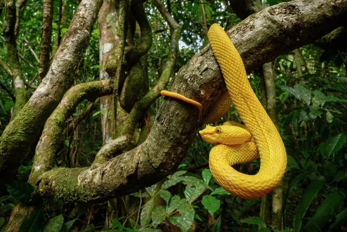 Framed Print : Eyelash pit viper (Bothriechis schlegelii) bright yellow oropel morph, hanging from mossy branch in rainforest, Boca Tapada region, Costa Rica Framed Print : Eyelash pit viper (Bothriechis schlegelii) bright yellow oropel morph, hanging from mossy branch in rainforest, Boca Tapada region, Costa Rica