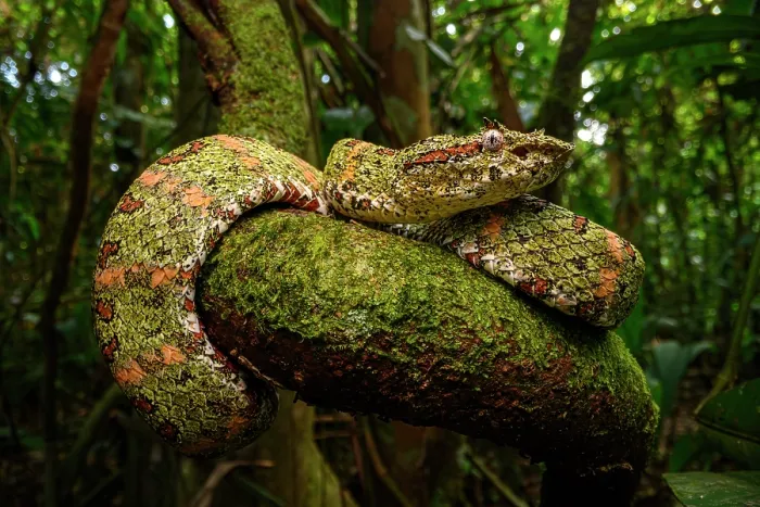 Framed Print : Eyelash pit viper (Bothriechis schlegelii) green form, resting on mossy branch in rainforest, Boca Tapada region, Costa Rica Framed Print : Eyelash pit viper (Bothriechis schlegelii) green form, resting on mossy branch in rainforest, Boca Tapada region, Costa Rica