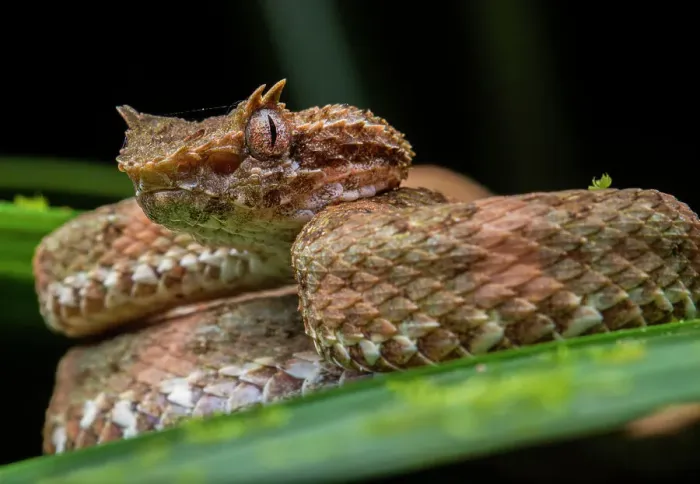 Framed Print : Eyelash pit viper (Bothriechis schlegelii) portrait, Caribbean slope of Guatemala, Izabal, Guatemala