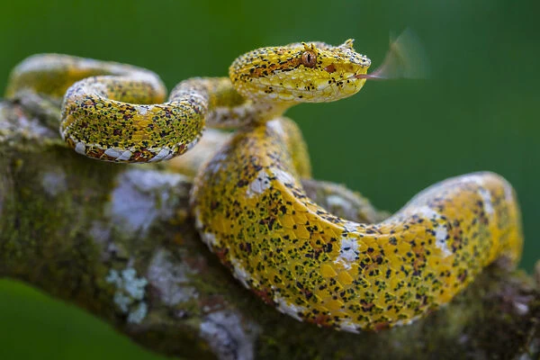 Eyelash viper (Bothriechis schlegelii) with tongue extended, flicking, tasting the air