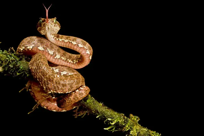 Framed Print : Eyelash viper (Bothriechis schlegelii) with tongue extended on branch, Canande, Esmeraldas Framed Print : Eyelash viper (Bothriechis schlegelii) with tongue extended on branch, Canande, Esmeraldas