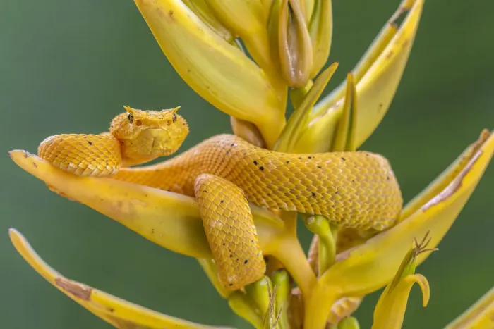 Framed Print : Eyelash viper (Bothriechis schlegelii) waiting on Heliconia flower (Heliconia lankasteri)